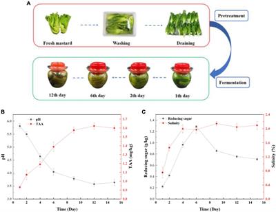 Metagenomics Reveals the Microbial Community Responsible for Producing Biogenic Amines During Mustard [Brassica juncea (L.)] Fermentation